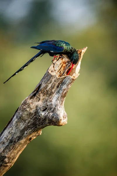 Green Wood Hoopoe Standing Branch Isolated Natural Background Kruger National — Stock Photo, Image