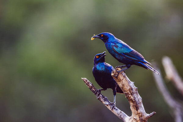 Cape Glossy Starling giving insect offering to female in Kruger National park, South Africa ; Specie Lamprotornis nitens family of Sturnidae