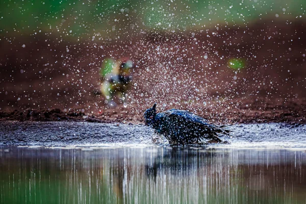 南非克鲁格国家公园 Kruger National Park 的克洛伊西 史达琳角 Cape Glossy Starling 在水坑中洗澡 — 图库照片