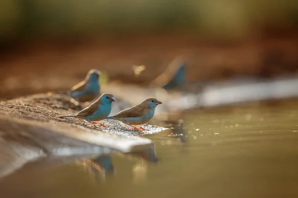 Небольшая Группа Синегрудых Cordonbleu Вдоль Водопоя Национальном Парке Крюгер Южная — стоковое фото