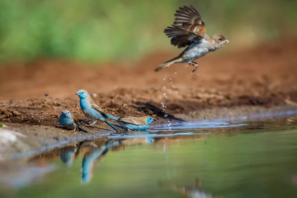 Güney Afrika Kruger Ulusal Parkı Nda Uçan Mavi Göğüslü Cordonbleu — Stok fotoğraf