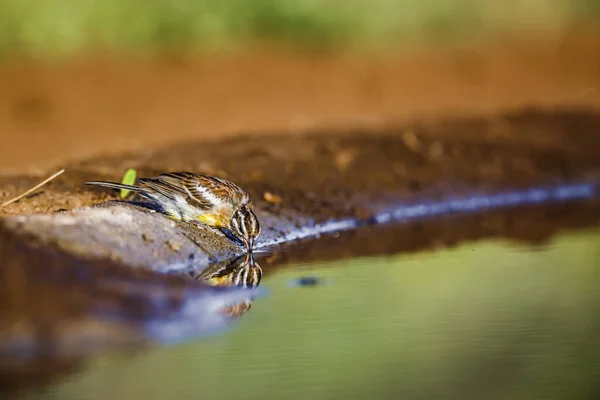 African Golden Breasted Bunting Waterhole Reflection Kruger National Park África — Fotografia de Stock