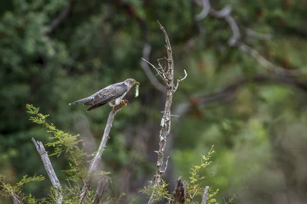 Cuckoo Africano Com Presa Lagarta Parque Nacional Kruger África Sul — Fotografia de Stock