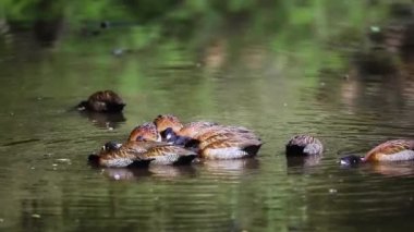 Anatidae familyasından Specie Dendrocygna Viduata, Güney Afrika 'daki Kruger Ulusal Parkı' nda yansıyan suda Whistling-Duck ile karşı karşıya geldi.