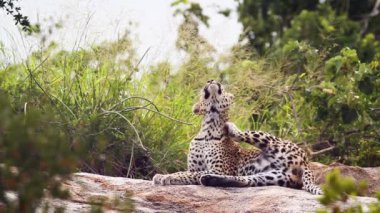 Güney Afrika 'daki Kruger Ulusal Parkı' nda hazırlanan Leopar Felidae ailesinden Specie Panthera Pardus