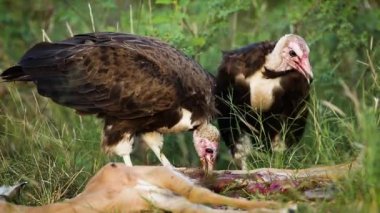 Güney Afrika 'daki Kruger Ulusal Parkı' nda antilop leşi yiyen kukuletalı akbaba Accipitridae 'nin Necrosyrtes monachus ailesi.