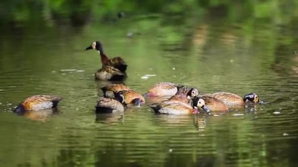Grupo White Enfrentou Whistling Duck Água Com Reflexão Parque Nacional — Vídeo de Stock