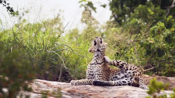 Leopardo Arreglando Levantamiento Parque Nacional Kruger Sudáfrica Especie Panthera Pardus — Vídeo de stock