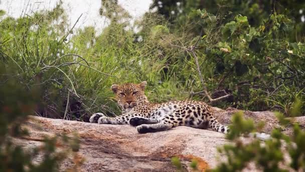 クルーガー国立公園 南アフリカでの岩の上に横たわってヒョウネコ科の正貨パンテーラ Pardus — ストック動画