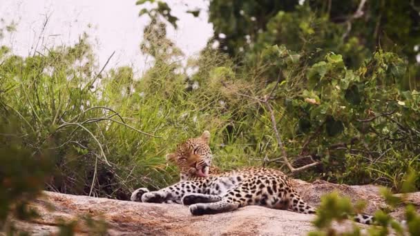 在南非克鲁格国家公园里 豹子躺在岩石上梳妆打扮 Felidae的Panthera Pardus特有种 — 图库视频影像