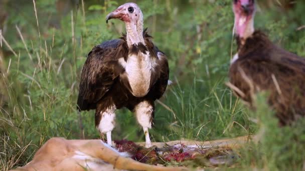 Avvoltoio Incappucciato Che Mangia Nella Carcassa Antilope Nel Parco Nazionale — Video Stock