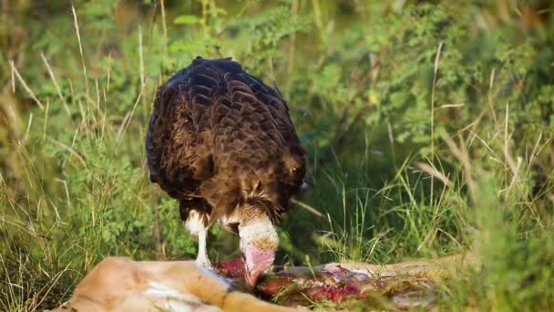 南非克鲁格国家公园羚羊尸体上的头冠秃鹫食 针叶动物的特科花蜜猴 — 图库视频影像