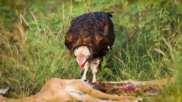 Abutre Com Capuz Comendo Carcaça Antílopes Parque Nacional Kruger África — Vídeo de Stock