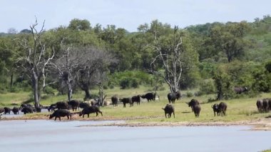 Güney Afrika 'daki Kruger Ulusal Parkı' nda göl kenarı manzarası boyunca Afrika sığır sürüsü; Bovidae 'nin Specie Syncerus caffer ailesi