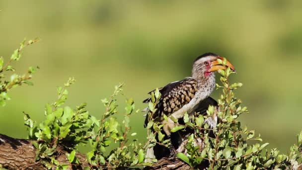 Zuidelijkgeel Gefactureerde Neushoornvogel Verzorging Preening Kruger National Park Zuid Afrika — Stockvideo