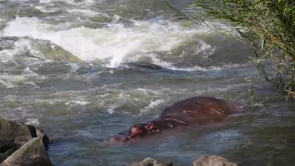 Hipopotam Spoczywający Rzece Parku Narodowym Kruger Republika Południowej Afryki Gatunek — Wideo stockowe