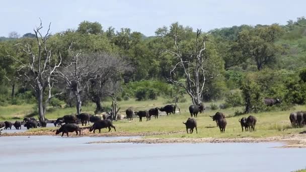 Manada Búfalos Africanos Largo Del Paisaje Junto Lago Parque Nacional — Vídeo de stock