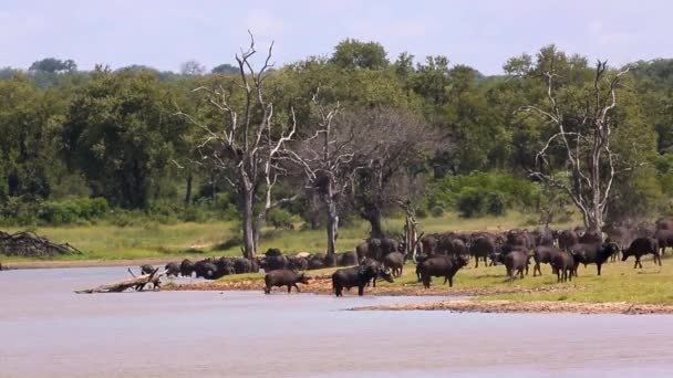Manada Búfalos Africanos Longo Paisagem Lado Lago Parque Nacional Kruger — Vídeo de Stock
