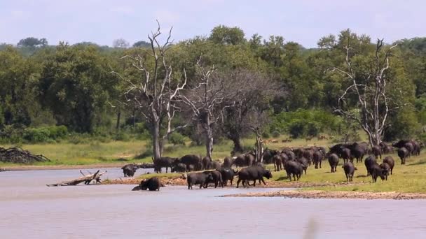 Mandria Bufali Africani Lungo Paesaggio Lacustre Nel Parco Nazionale Kruger — Video Stock