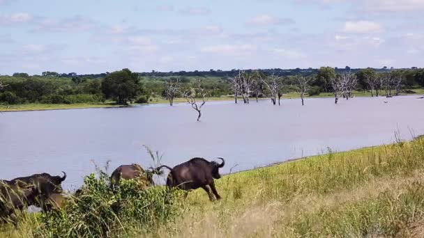 南アフリカのクルーガー国立公園の湖側の景色に沿って走るアフリカのバッファローの群れ スパイナシンセラスはボフス科の家族をキャッファー — ストック動画