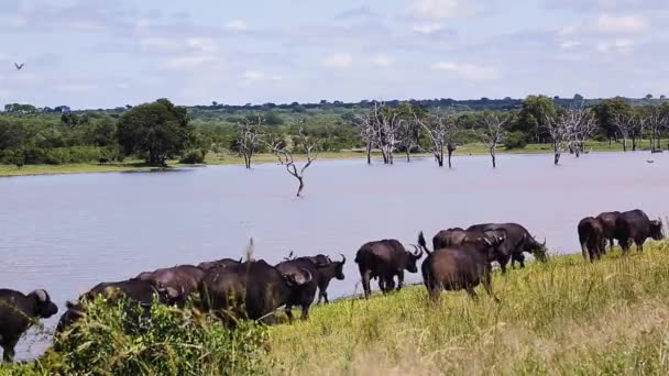 南アフリカのクルーガー国立公園の湖側の景色に沿って走るアフリカのバッファローの群れ スパイナシンセラスはボフス科の家族をキャッファー — ストック動画