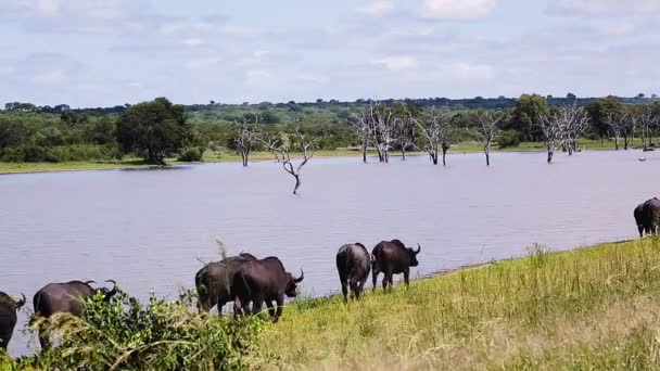 在南非克鲁格国家公园沿着湖边风景散步的非洲水牛群 Bovidae的特特特西塞勒斯 卡弗家族 — 图库视频影像