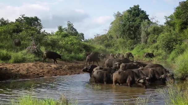 Afrikanische Büffelherde Trinkt Und Badet Wasserloch Kruger Nationalpark Südafrika Specie — Stockvideo