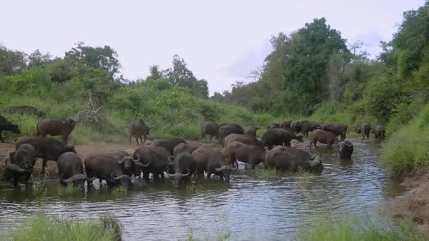 Afrikaanse Buffelkudde Drinken Zwemmen Waterpoel Kruger National Park Zuid Afrika — Stockvideo