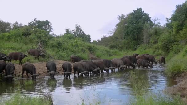 Afrikanska Buffel Besättning Dricka Och Bada Vattenhål Kruger National Park — Stockvideo