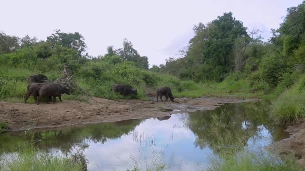 Manada Búfalos Africanos Bebiendo Bañándose Pozo Agua Parque Nacional Kruger — Vídeo de stock