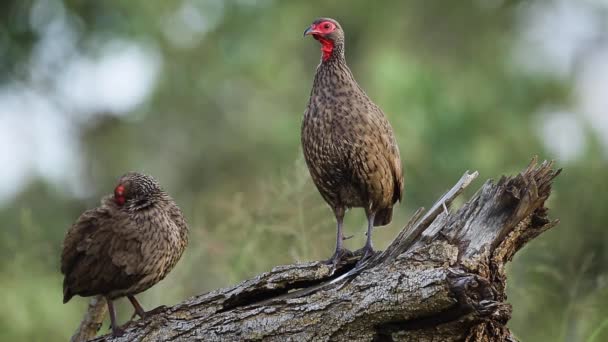 Swainson Spurfowl Couple Singing Grooming Kruger National Park South Africa — Stock video