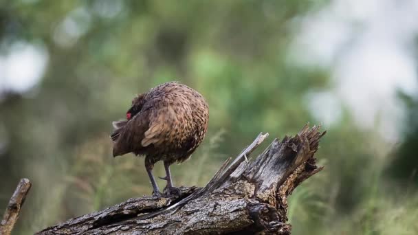 Spurfowl Dari Swainson Berdandan Taman Nasional Kruger Afrika Selatan Keluarga — Stok Video