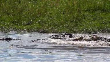 Güney Afrika 'daki Kruger Ulusal Parkı' nda leş yiyen Nil timsahı grubu; Timsah ailesinden Specie Crocodylus Niloticus