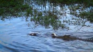 Güney Afrika 'daki Kruger Ulusal Parkı' nda leş yiyen Nil timsahı grubu; Timsah ailesinden Specie Crocodylus Niloticus