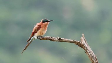 Güney Afrika 'daki Kruger Ulusal Parkı' nda izole edilmiş bir dalda duran Güney Carmine Arı Yiyen; Meropidae 'deki Specie Merops Jubicoides ailesi