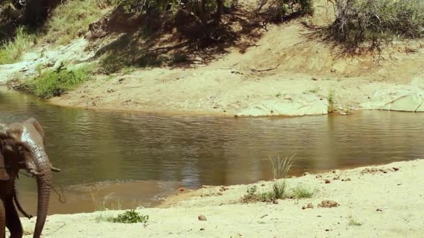 Familia Elefantes Arbustivos Africanos Largo Pozo Agua Con Búfalos Parque — Vídeo de stock