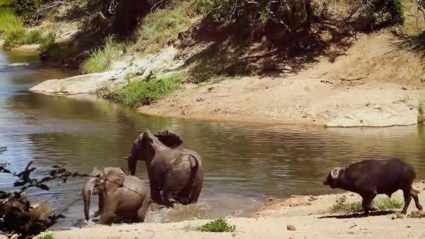 Familia Elefantes Arbustivos Africanos Corriendo Persiguiendo Búfalos Largo Pozo Agua — Vídeos de Stock