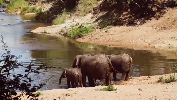 Famiglia Elefanti Del Bush Africano Che Beve Alla Pozza Acqua — Video Stock