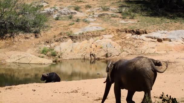 南アフリカのクルーガー国立公園のバッファローとウォーターホールに沿ってアフリカのブッシュ象ファミリー エレシャンガーのスパイナ ロクソドンタ アフリカンファミリー — ストック動画