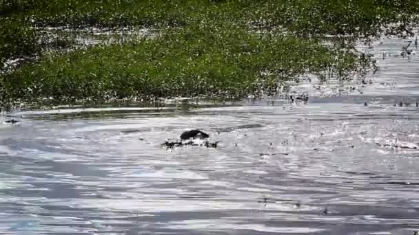 Nilkrokodilgruppe Frisst Kadaver Wasser Kruger Nationalpark Südafrika Krokodylfamilie Crocodylus Niloticus — Stockvideo
