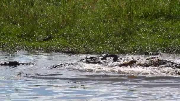 Gruppo Coccodrilli Del Nilo Che Mangiano Carcasse Acqua Nel Parco — Video Stock