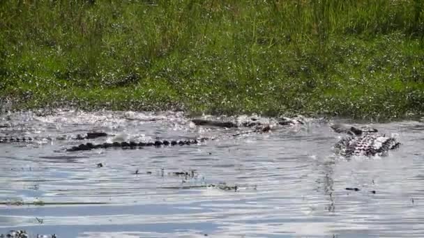 Grupo Cocodrilos Del Nilo Comiendo Cadáveres Agua Parque Nacional Kruger — Vídeos de Stock