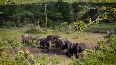 Güney Afrika 'daki Kruger Ulusal Parkı' nda çamur banyosu yapan küçük bir Afrika fili grubu olan Specie Loxodonta africana fil familyasından.