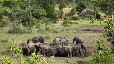 Afrika çalı filinin küçük bir grubu Güney Afrika 'daki Kruger Ulusal Parkı' nda çamur banyosu yapıyor.