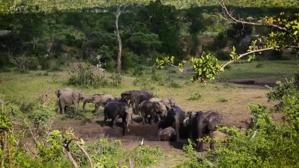 Piccolo Gruppo Elefanti Del Bush Africano Con Bagno Fango Nel — Video Stock