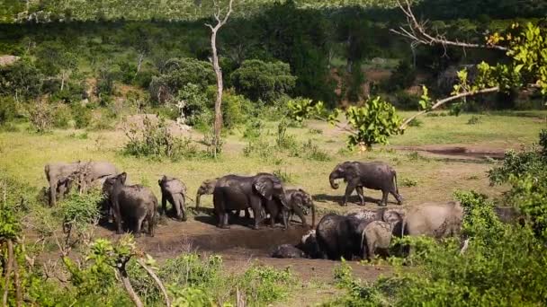 Malá Skupina Africký Keř Slon Bahenní Koupel Kruger National Park — Stock video