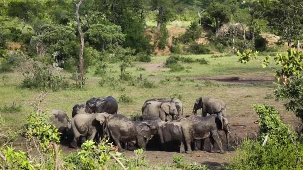 Liten Grupp Afrikansk Buske Elefant Som Badar Lera Kruger National — Stockvideo