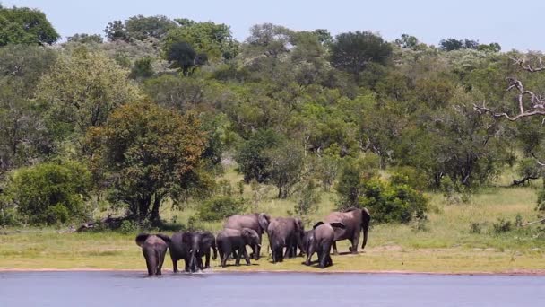 Afrikanische Buschelefantengruppe Beim Trinken Und Baden Kruger Nationalpark Südafrika Familie — Stockvideo