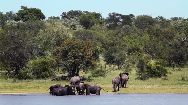 Grupo Elefantes Arbustos Africanos Que Beben Bañan Orilla Del Lago — Vídeo de stock