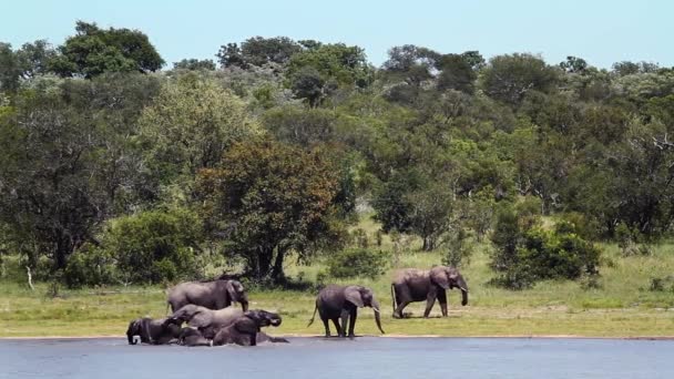 Grupo Elefantes Arbustos Africanos Que Beben Bañan Orilla Del Lago — Vídeos de Stock